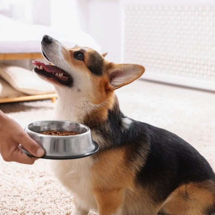 Which Dog Bowl Is Best for Your Dog’s Breed, Age, and Eating Habits?
