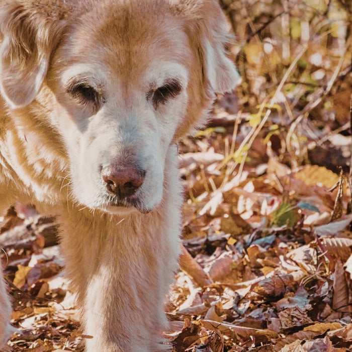 Is There a Way to Help My Dog Live Longer and Stay Healthy?