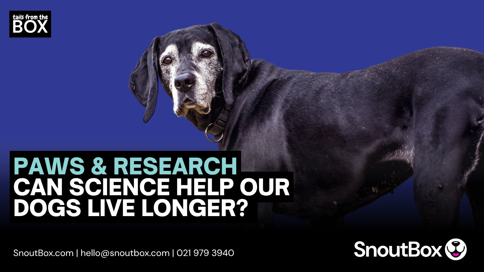 Can Science Help Our Dogs Live Longer? A look at Loyal's Groundbreaking Research