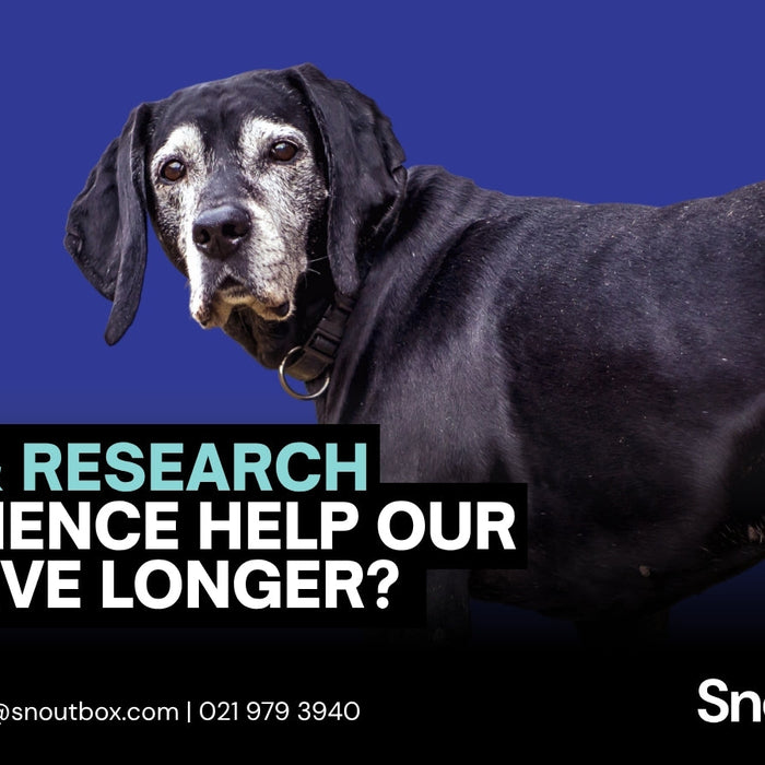 Can Science Help Our Dogs Live Longer? A look at Loyal's Groundbreaking Research