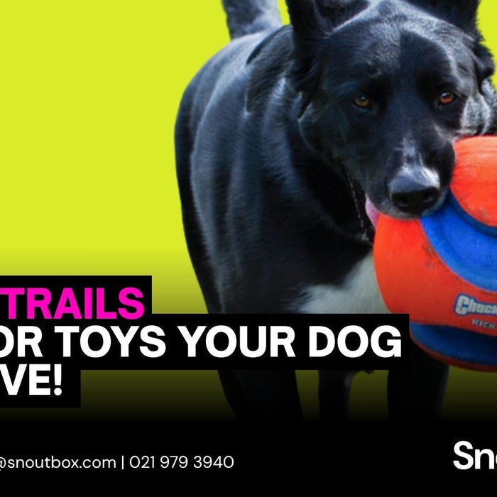 5 Outdoor Toys Your Dog Will Love