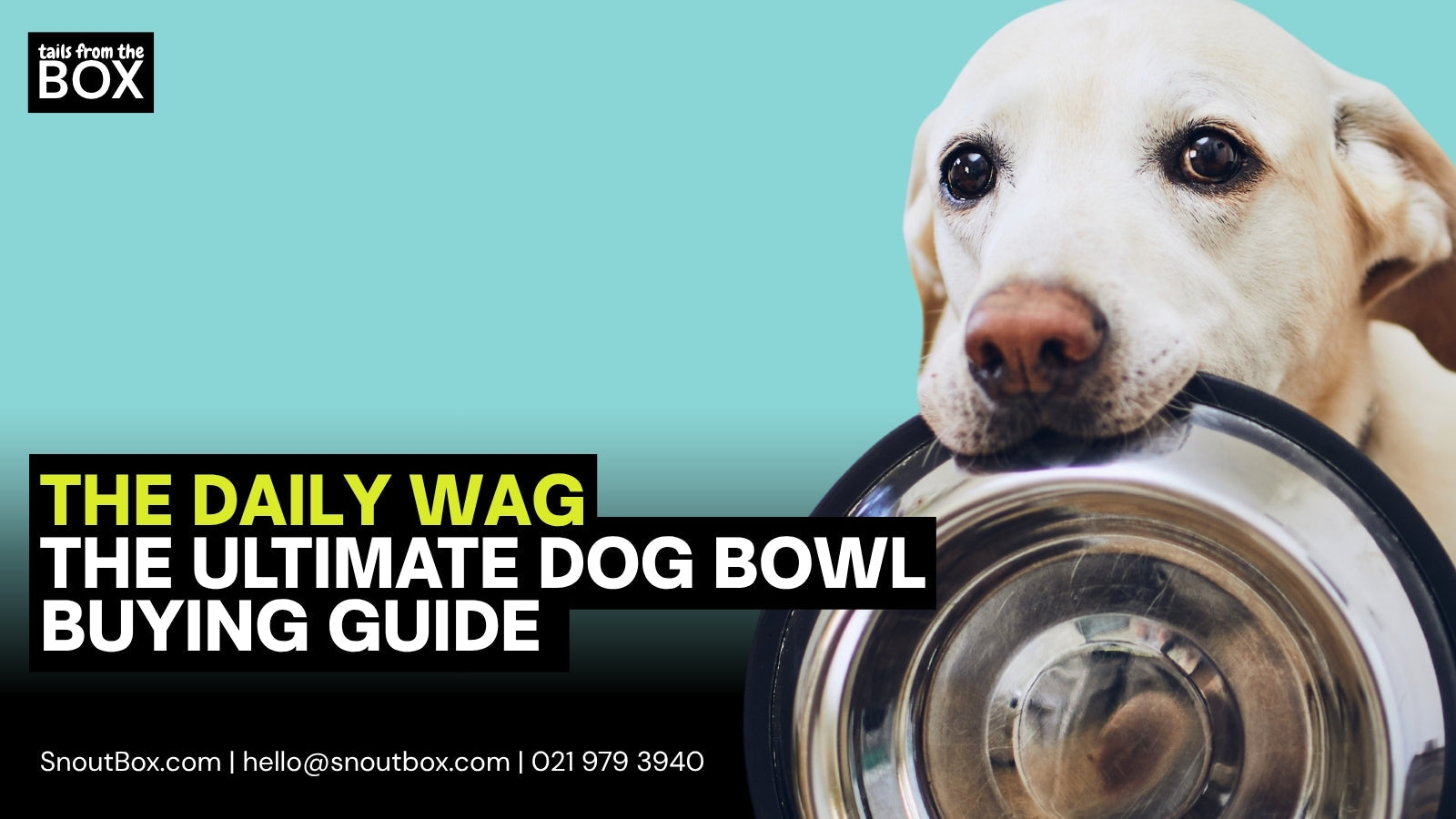 The Ultimate Dog Bowl Buying Guide: What to Look For & Why It Matters