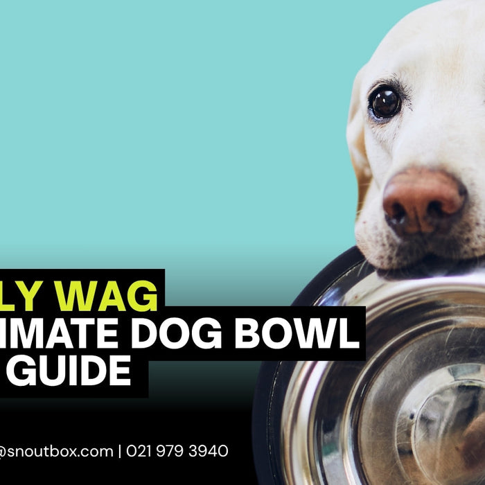 The Ultimate Dog Bowl Buying Guide: What to Look For & Why It Matters