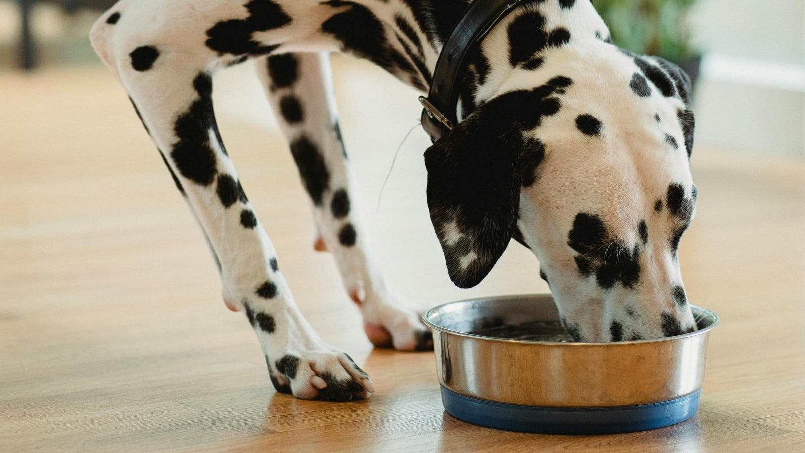 The Ultimate Dog Bowl Buying Guide: What to Look For & Why It Matters