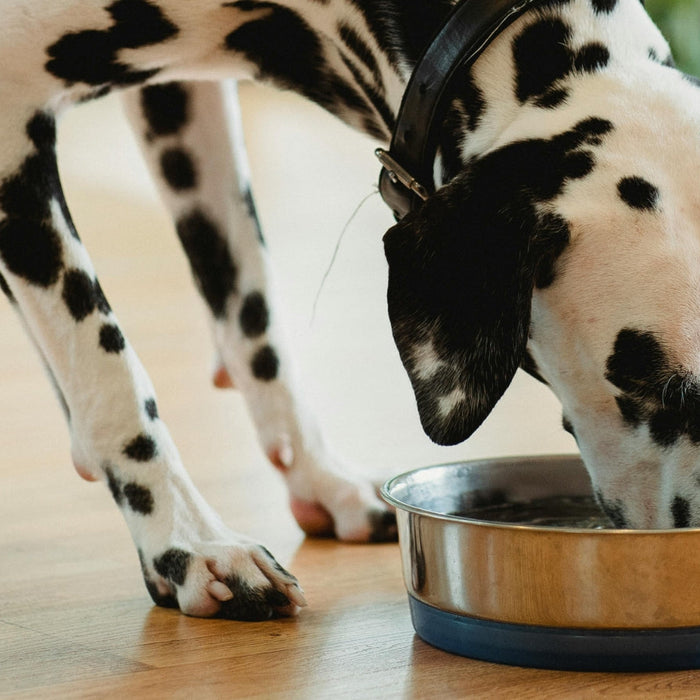 The Ultimate Dog Bowl Buying Guide: What to Look For & Why It Matters