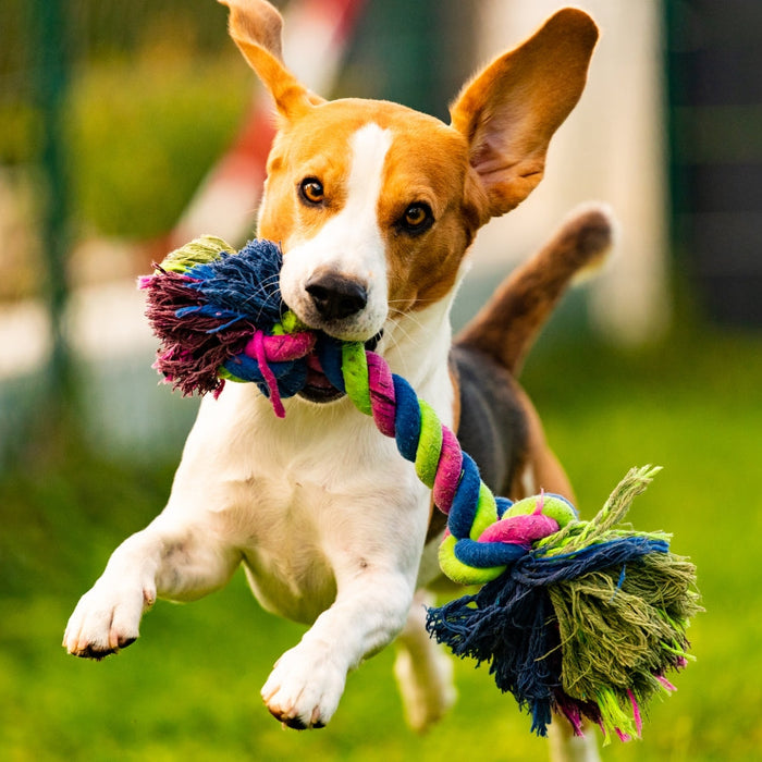 A South African Guide to Dog Toys: What Works Best for Your Dog