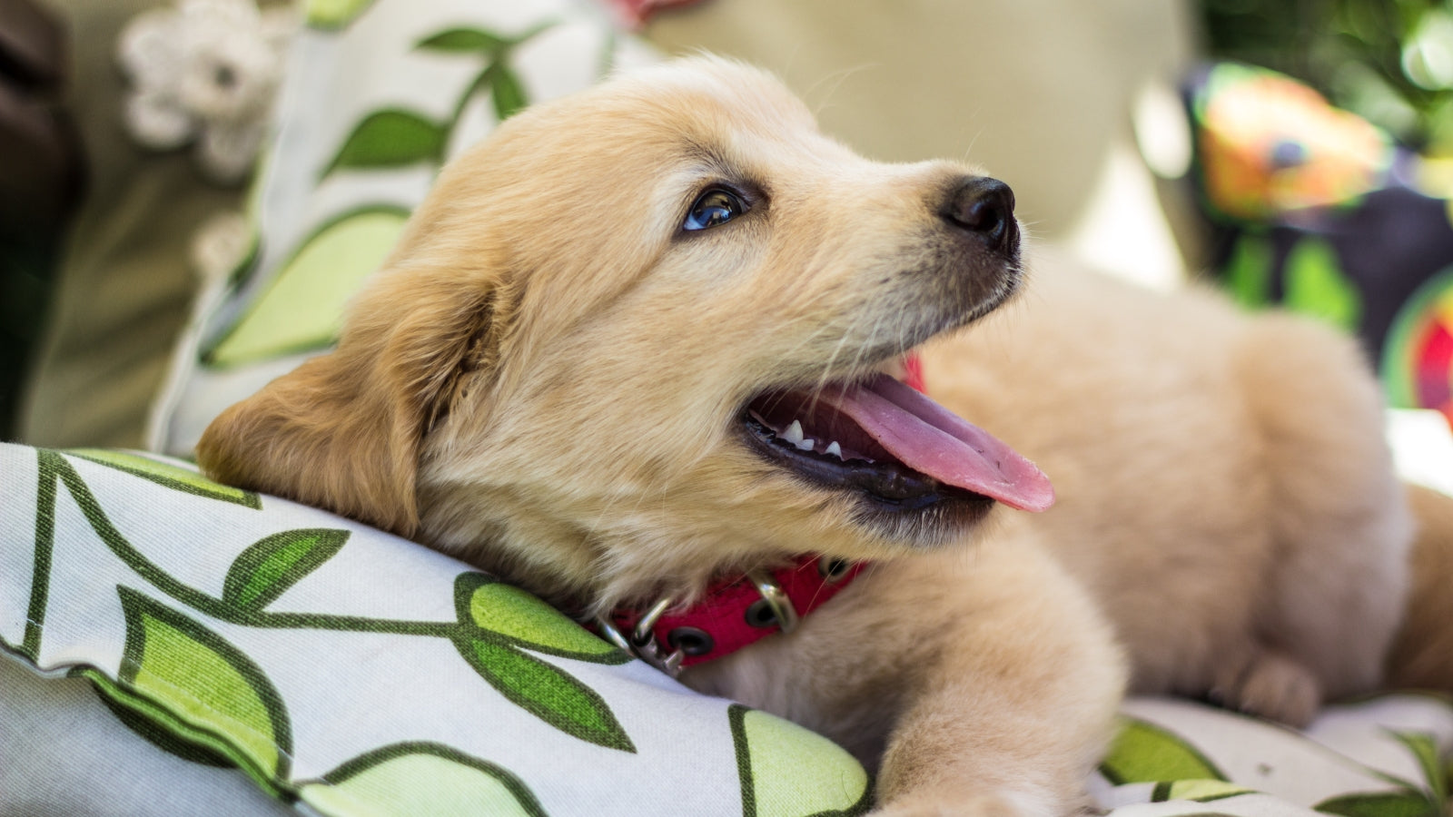 5 Pet Essentials Every New Dog Parent Needs
