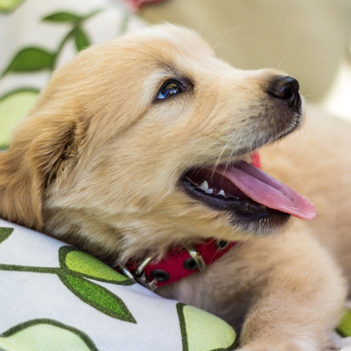 5 Pet Essentials Every New Dog Parent Needs