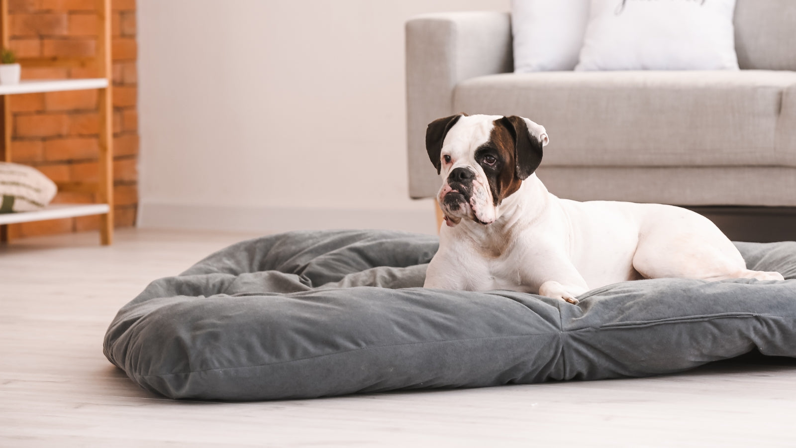 How to Choose the Perfect Bed for Your Dog