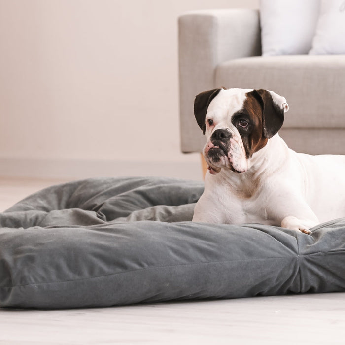 How to Choose the Perfect Bed for Your Dog