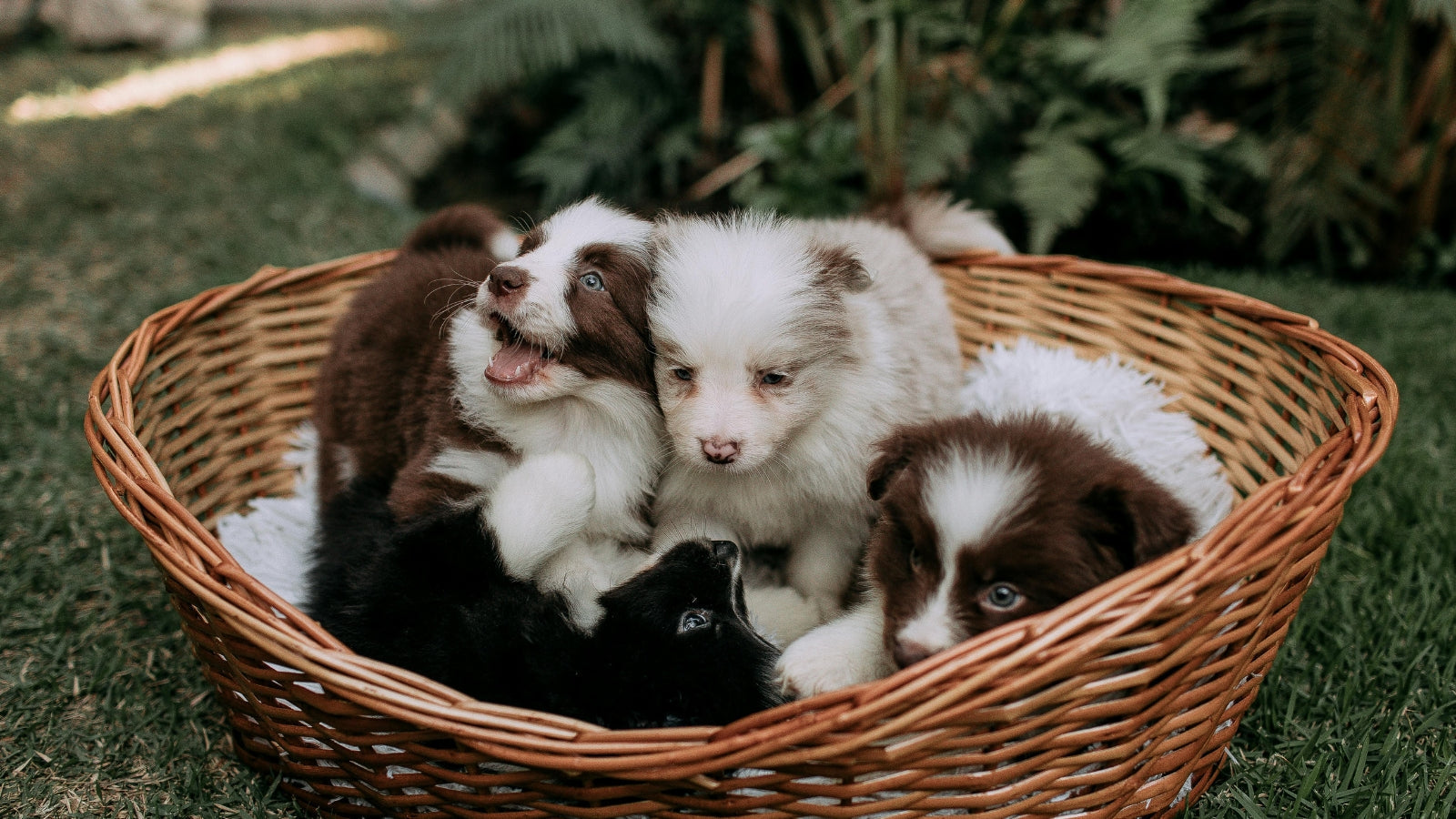 Introducing a New Pet to Your Household: A South African Pet Owner’s Guide