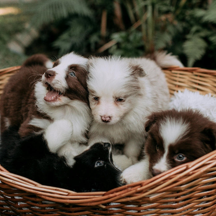 Introducing a New Pet to Your Household: A South African Pet Owner’s Guide