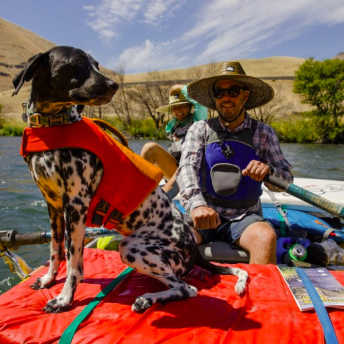 Spring into Play: 7 Outdoor Toys Your Dog Will Love