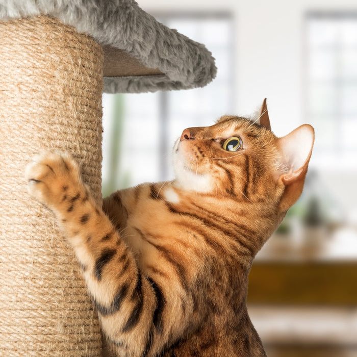 How to Teach Your Cat to Use a Scratching Post