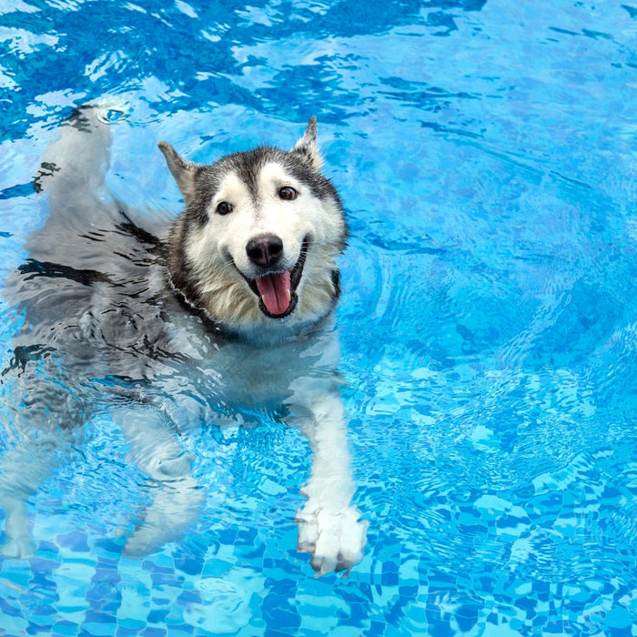 How do I Keep My Dog Cool and Safe During South African Summers? Avoiding Heatstroke and Dehydration