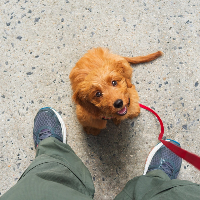 How Can I Socialise My Puppy? Raising a Happy, Confident Dog