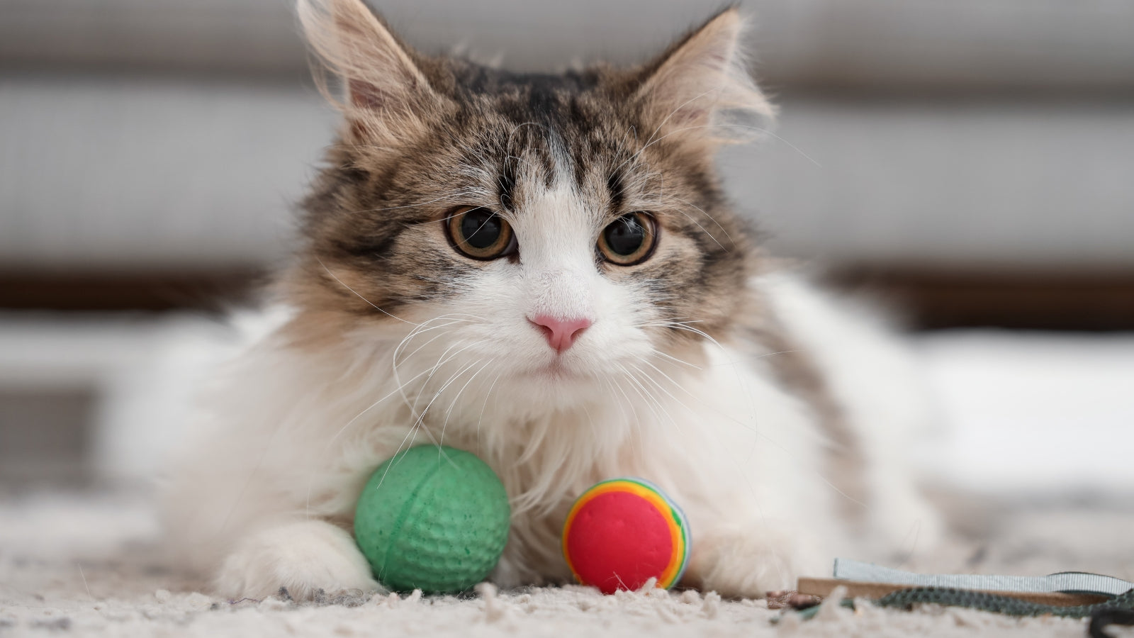 How Often Should I Replace My Cat’s Toys, Bed, and Accessories?