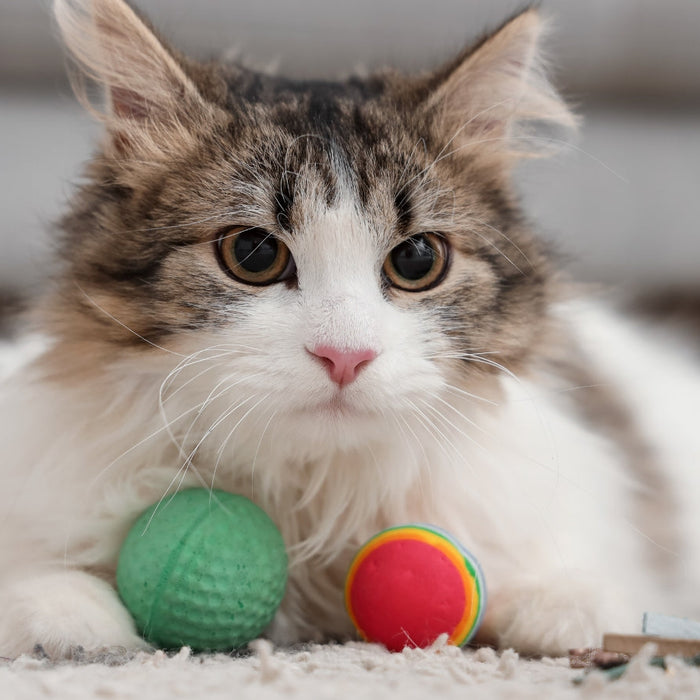 How Often Should I Replace My Cat’s Toys, Bed, and Accessories?