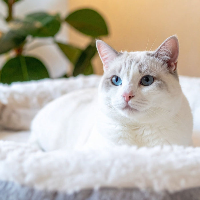 How to Choose the Perfect Bed for Your Cat