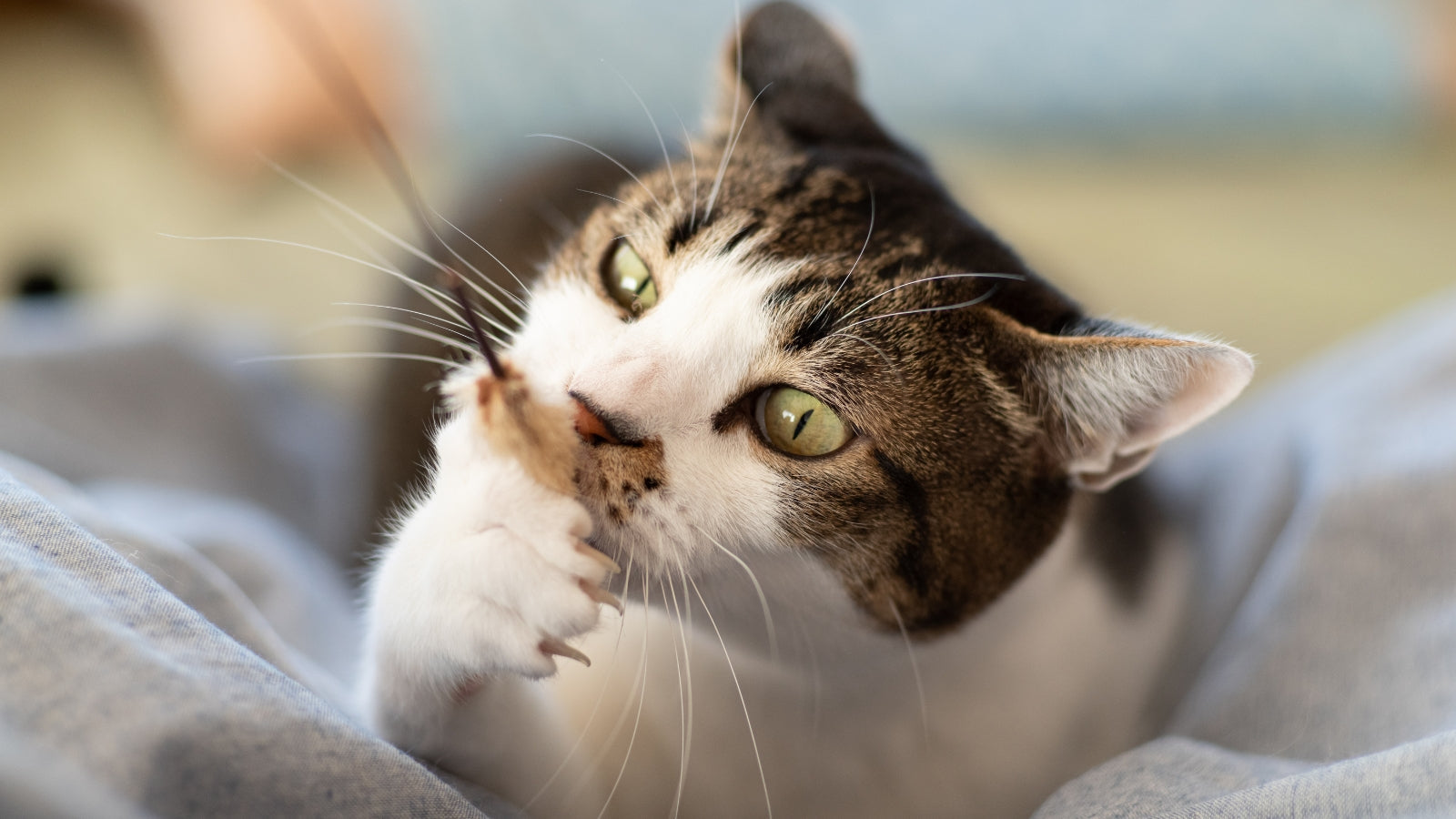 A South African Guide to Cat Toys: What Works Best for Your Cat