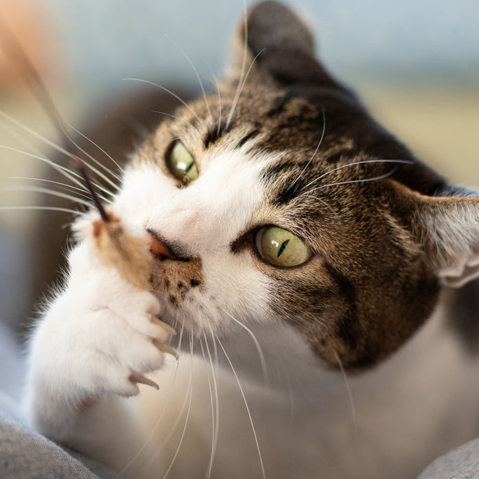 A South African Guide to Cat Toys: What Works Best for Your Cat