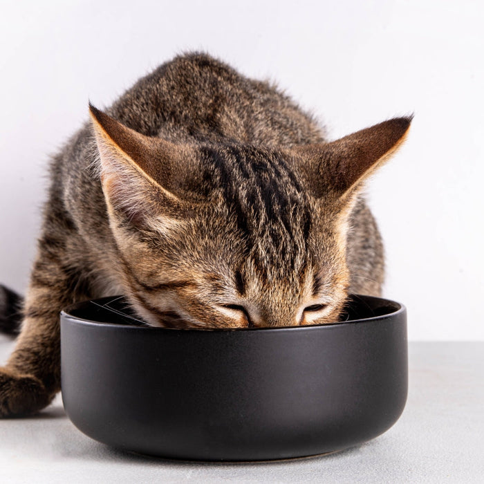 What Should I Feed My Cat? A Simple Guide for South African Cat Owners