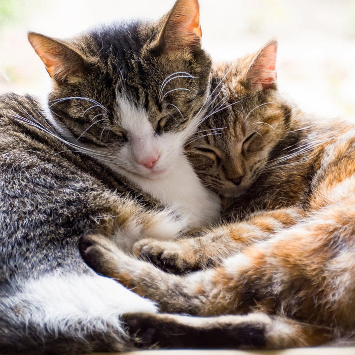 How do I Keep My Cat Cool and Safe During South African Summers? Avoiding Heatstroke and Dehydration