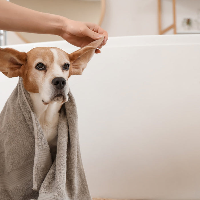 Bathing Frequency for Dogs – How Often Should You Wash Your Dog?
