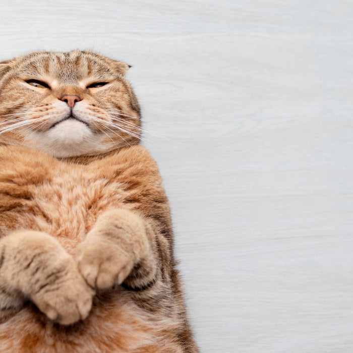 Signs Your Cat Is Overweight or Underweight – How to Assess and Adjust Their Diet
