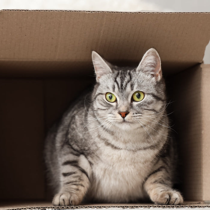 Moving with Your Cat in South Africa – Tips for a Smooth Transition