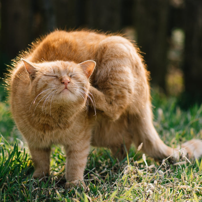 What Are the Best Flea Treatments for Cats in South Africa?