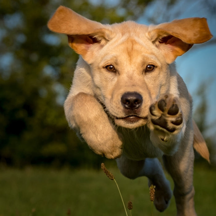 What to Expect in Your Puppy’s First Year: A South African Guide