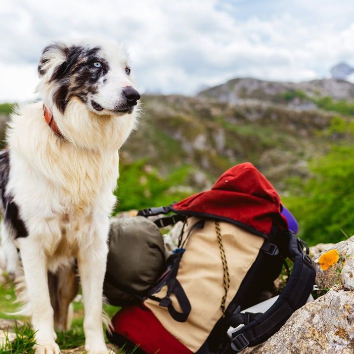How Do I Prepare My Dog for Hiking Adventures in South Africa?