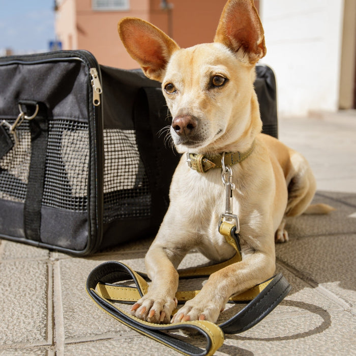 How to Prepare a Pet Emergency Kit in South Africa: Keep Your Dog Safe