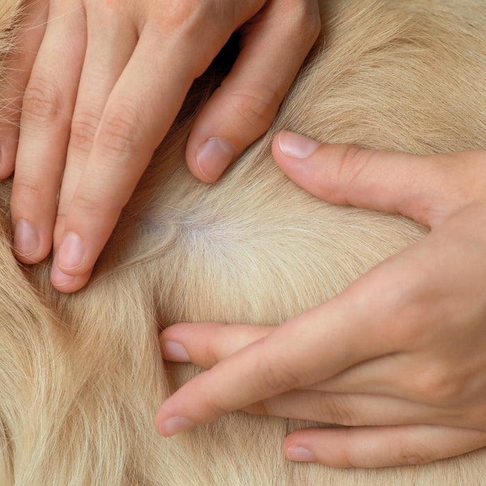 Dog Fleas in South Africa: Prevention, Treatment & Year-Round Tips