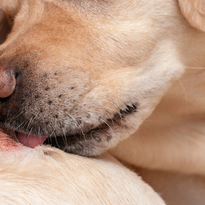 Top 10 Signs Your Dog Has a Skin Infection - Hot Spots Explained