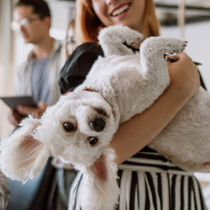 Welcome to Haus of Paws: Where Your Pets Would Shop