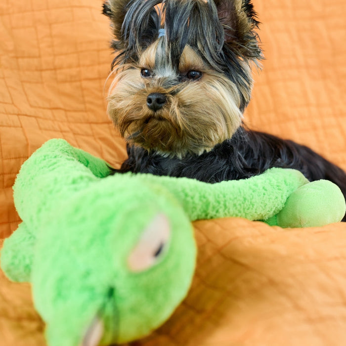 How Often Should I Deworm My Dog? Schedules, Symptoms & Treatment Options