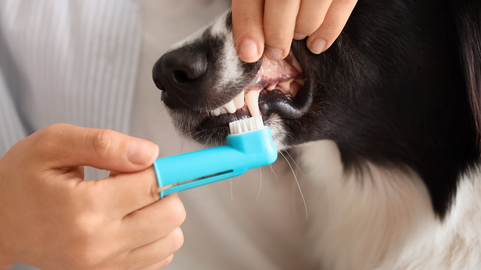 Can Poor Dental Health Make My Dog Itchy or Affect Its Skin?