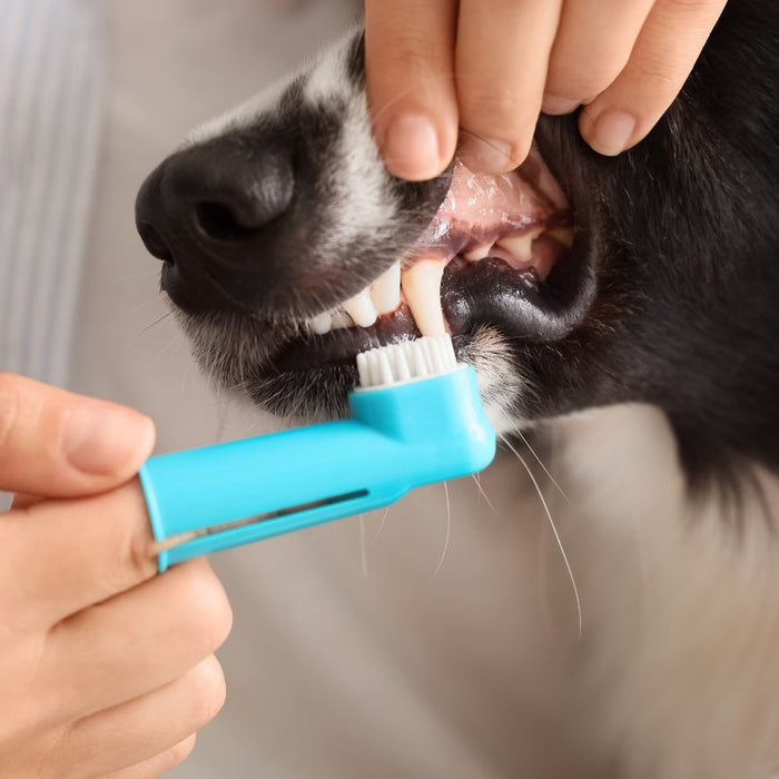 Can Poor Dental Health Make My Dog Itchy or Affect Its Skin?