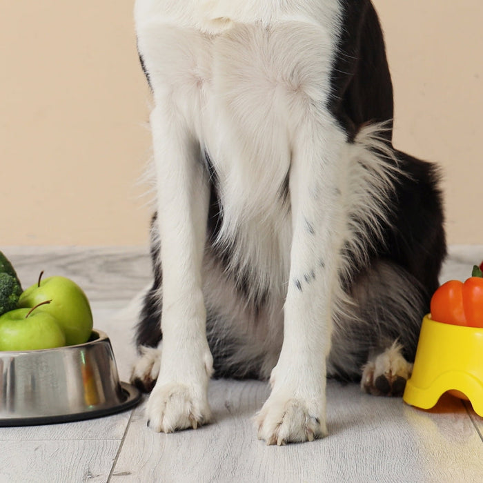 Can Dogs Eat Vegetables? What’s Healthy and Safe