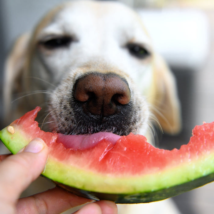Can Dogs Eat Fruit? Safe & Unsafe Options for South African Dogs