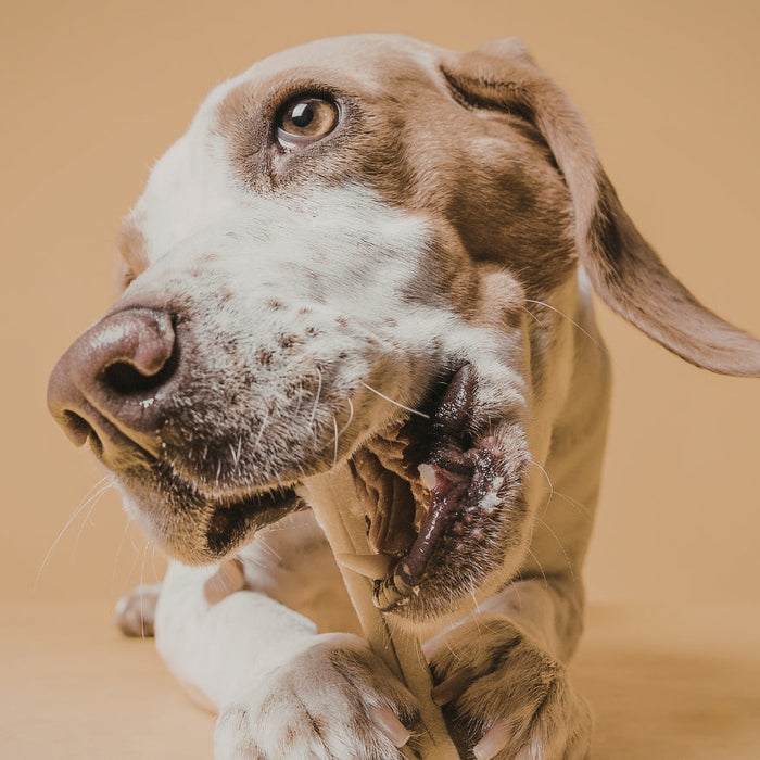 Can Dogs Eat Bones? What SA Owners Should Know