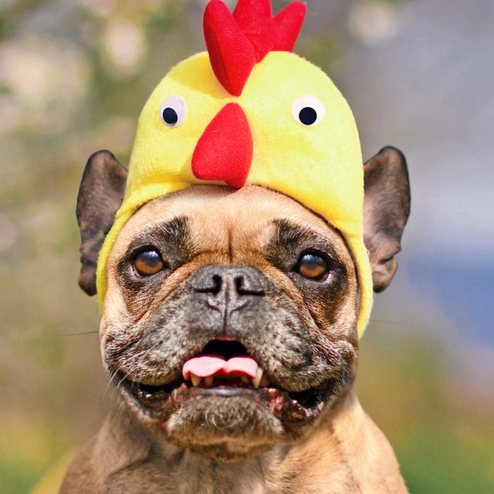 Can Dogs Eat Eggs? Full Guide for South African Owners