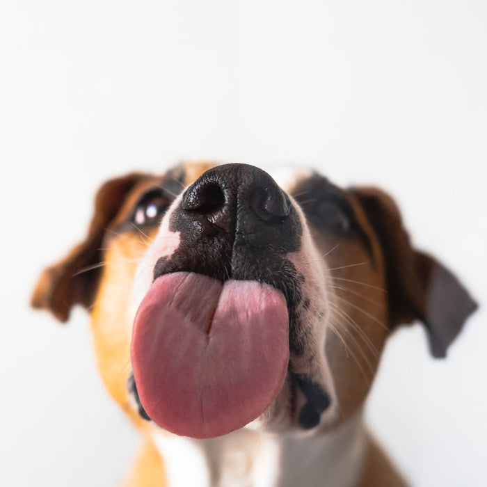 Can Dogs Eat Peanut Butter? What SA Owners Should Know