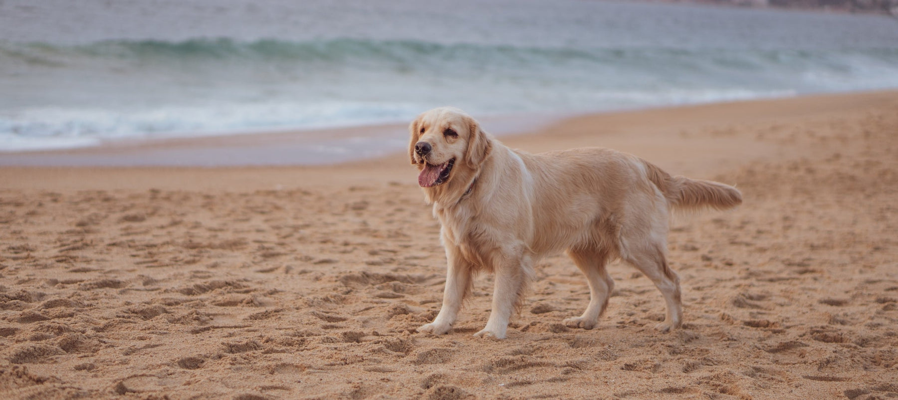 Can Science Help Our Dogs Live Longer? A look at Loyal's Groundbreaking Research