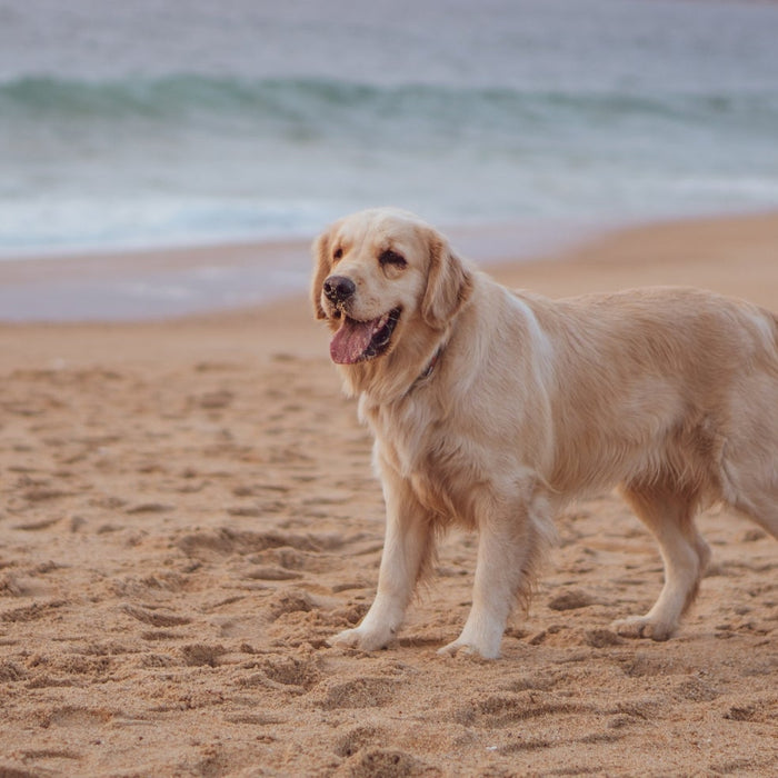 Can Science Help Our Dogs Live Longer? A look at Loyal's Groundbreaking Research