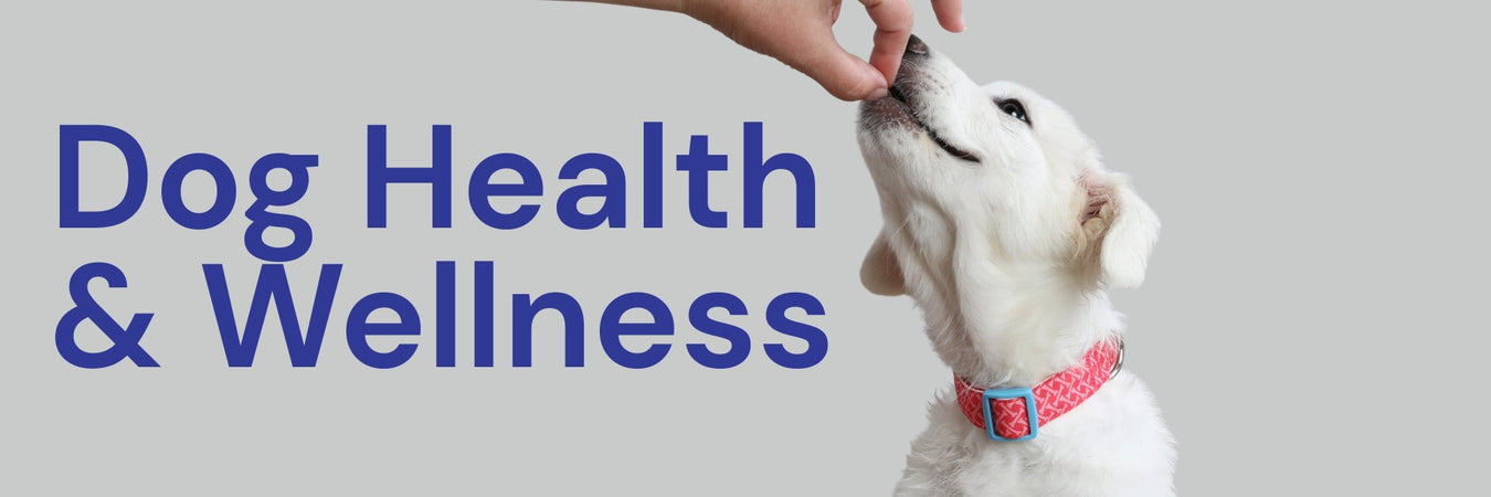 Dog Health & Wellness