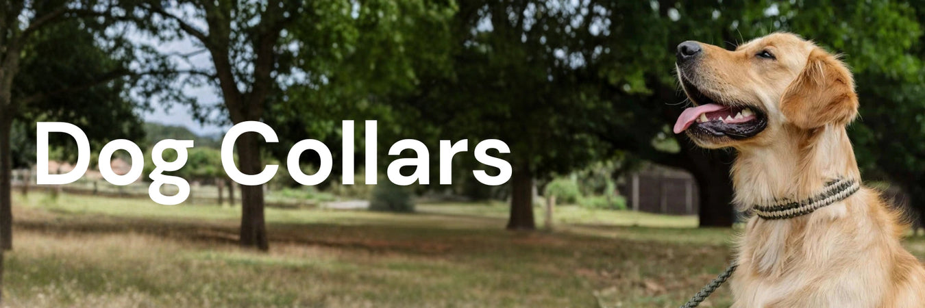 Dog Collars