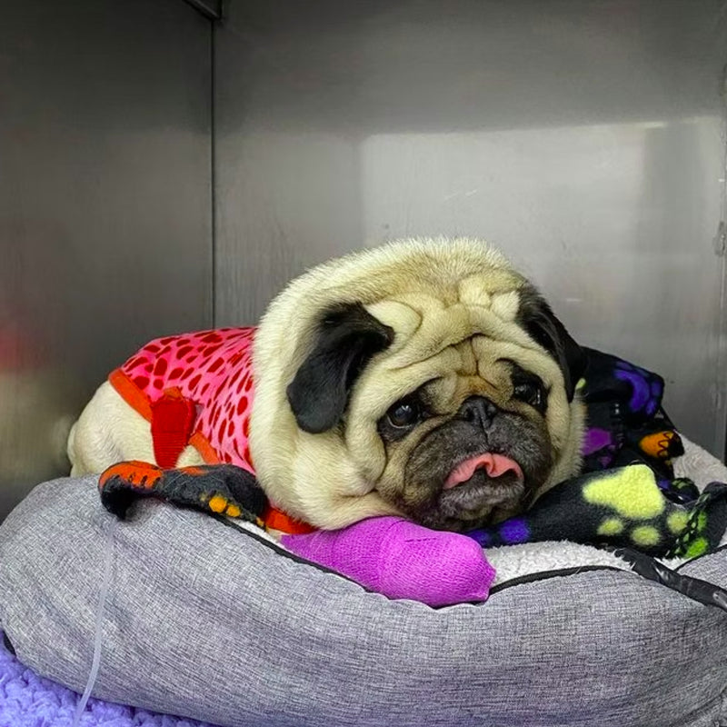 Genia Strap Band Bitter – Self-Adhesive Elastic Bandage for Pets & Horses